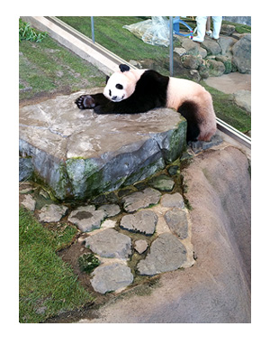 アドベンチャー ワールド ランド 和歌山 パンダ 動物 サファリ 老人