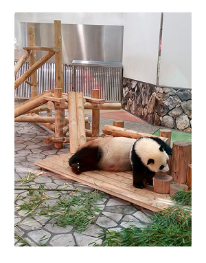 アドベンチャー ワールド ランド 和歌山 パンダ 動物 サファリ 老人