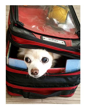 宮が瀬ダム みやがせ だむ ダムカレー 東京 多摩 八王子 都心 犬 バイク チワワ