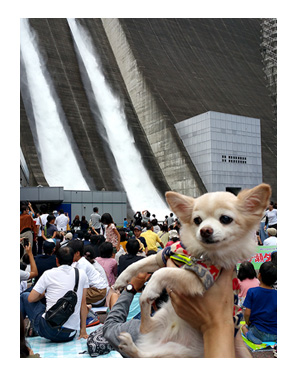 宮が瀬ダム みやがせ だむ ダムカレー 東京 多摩 八王子 都心 犬 バイク チワワ