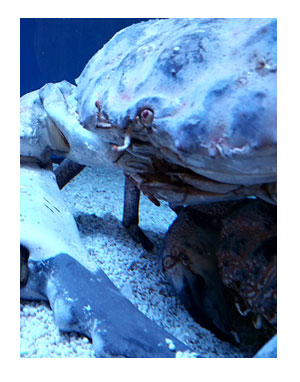 すさみ エビ 海老 カニ 蟹 水族館 珍