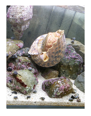 すさみ エビ 海老 カニ 蟹 水族館 珍