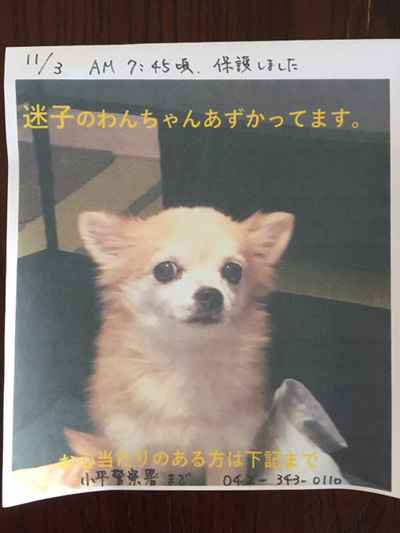迷子 犬 チワワ 小平 花小金井 南 水路