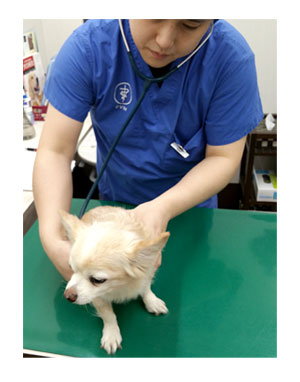 病院 動物病院 健康診断 検診 チワワ 福 肝臓 数値