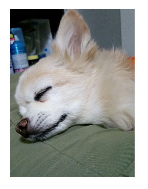 ガウリン チワワ 漫画 マンガ 吠え 犬 旅行 旅 犬連