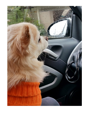 ガウリン チワワ 漫画 マンガ 吠え 犬 旅行 旅 犬連