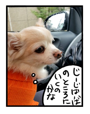 伊豆 いず 足柄 ワンコ 犬 犬連 ドッグラン 金太郎 ペット