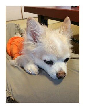 伊豆 温泉 世界遺産 韮山 反射炉 にらやま 犬 わんこ ペット