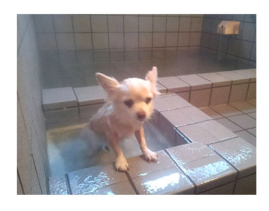 犬 風呂 伊豆 温泉 専用 わんこ 一緒