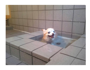 犬 風呂 伊豆 温泉 専用 わんこ 一緒