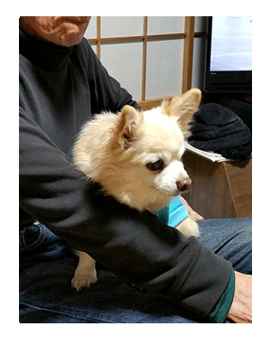 クリスマス パーティ 犬 わんこ マル 福 トク 実家 千葉