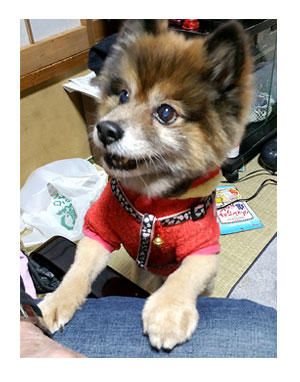 クリスマス パーティ 犬 わんこ マル 福 トク 実家 千葉