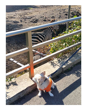 アニマル キングダム 動物園 犬 ペット 一緒 伊豆