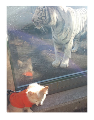 アニマル キングダム 動物園 犬 ペット 一緒 伊豆
