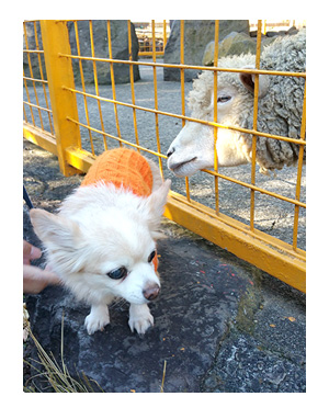 アニマル キングダム 動物園 犬 ペット 一緒 伊豆