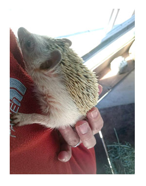 アニマル キングダム 動物園 犬 ペット 一緒 伊豆