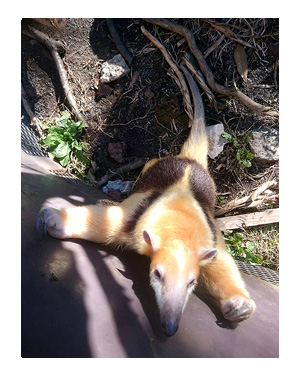 アニマル キングダム 動物園 犬 ペット 一緒 伊豆