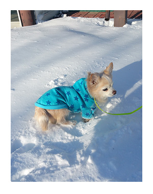 福島 東北 犬 連れ 旅 ペット 雪 車