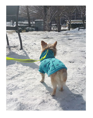 福島 東北 犬 連れ 旅 ペット 雪 車