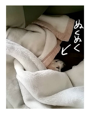 福 ぬくぬく 毛布 くるまる 寒 雪 チワワ 犬