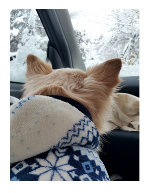 東北 旅行 犬 ワンコ 旅 ペット 雪 やきそば 漫画 マンガ