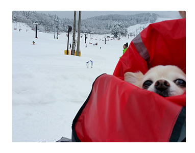 東北 旅行 犬 ペット 宿 雪 スキー まんが 漫画