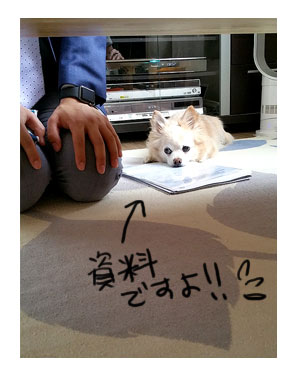 保険屋 さん チワワ 犬 見てる