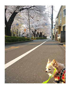 福 サクラ 桜 花見 道 道路 犬 チワワ