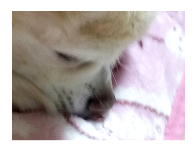 博多 福岡 はかた 中州 屋台 ラーメン 長浜 犬 イカ