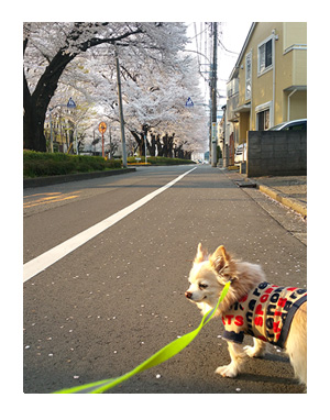 熊本 クマモン 市電 酒 馬刺 黒亭 天外天 阿蘇 博物 噴火 赤牛 バーガー