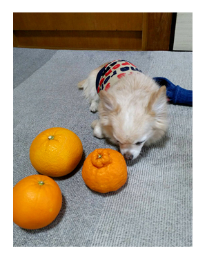チワワ 福 みかん 母 画像 犬