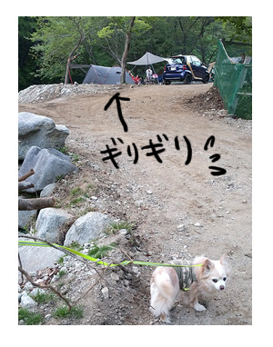 キャンプ ウェル 犬 わんこ 一緒 西丹沢 吠え ガウ