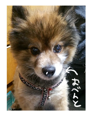 まる 福 Chihuahua チワワ ポメ 犬 まんが 漫画 マンガ イラスト