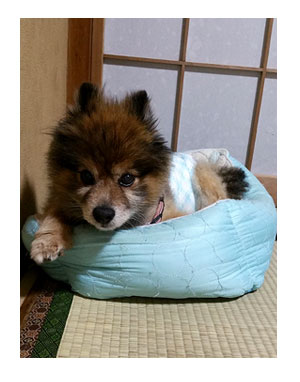マル オムツ 犬 介護 老犬 まんが