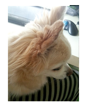 雷 犬 福 チワワ 怖い 膝