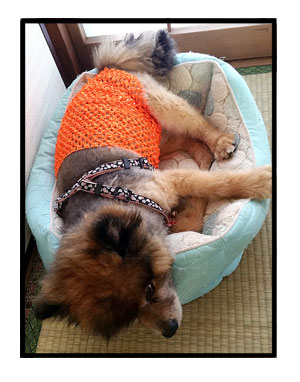 マル オムツ 老犬 カバー 止め チューブ トップ 手芸 まんが 漫画 マンガ