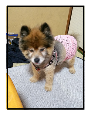 マル オムツ 老犬 カバー 止め チューブ トップ 手芸 まんが 漫画 マンガ