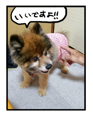 マル オムツ 老犬 カバー 止め チューブ トップ 手芸 まんが 漫画 マンガ