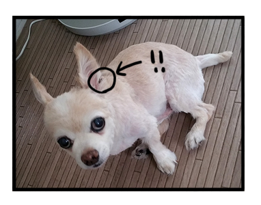 耳 きず バリカン チワワ