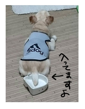 皿 犬 ゴハン ご飯 足 興奮 嬉 テンション 漫画 マンガ まんが