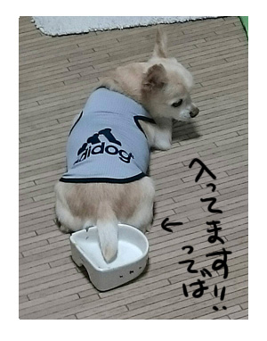 皿 犬 ゴハン ご飯 足 興奮 嬉 テンション 漫画 マンガ まんが