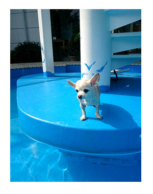伊豆 いず 犬 専用 ホテル サンロード プール 水泳 一緒 泳 温泉 宿 旅行 漫画 まんが イラスト