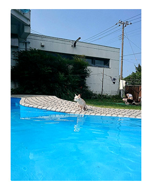 伊豆 いず 犬 専用 ホテル サンロード プール 水泳 一緒 泳 温泉 宿 旅行 漫画 まんが イラスト