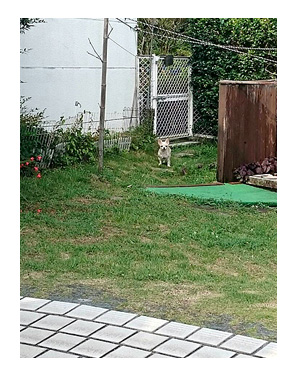 伊豆 いず 犬 専用 ホテル サンロード プール 水泳 一緒 泳 温泉 宿 旅行 漫画 まんが イラスト