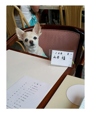 伊豆 いず 犬 専用 ホテル サンロード プール 水泳 一緒 泳 温泉 宿 旅行 漫画 まんが イラスト