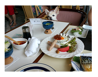 伊豆 いず 犬 専用 ホテル サンロード プール 水泳 一緒 泳 温泉 宿 旅行 漫画 まんが イラスト