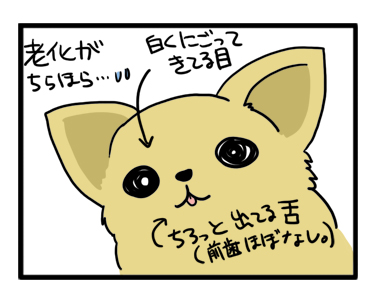 老化 老犬 福 チワワ 白内障 目 舌 歯