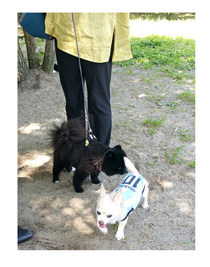 東北 山形 蔵王 温泉 スキー 夏 犬 チワワ 老犬 旅行 ペット 一緒 宿 車