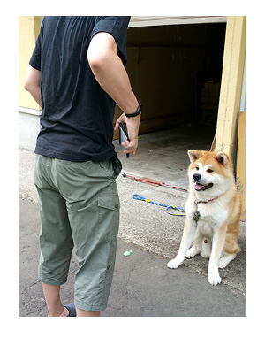 東北 秋田 鹿角 秋田犬 あきたいぬ 駅伝 花輪 温泉 スキー 夏 犬 チワワ 老犬 旅行 ペット 一緒 宿 車