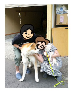 東北 秋田 鹿角 秋田犬 あきたいぬ 駅伝 花輪 温泉 スキー 夏 犬 チワワ 老犬 旅行 ペット 一緒 宿 車